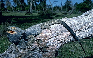 shallow focus photography of black reptile on brown tree trunk