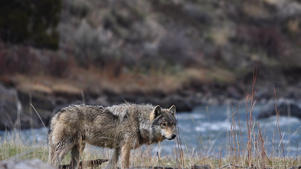 gray and black wolf, wolf HD wallpaper