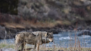 gray and black wolf, wolf