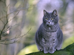 shallow focus photography of gray cat