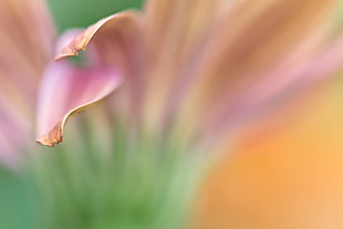 selective focus photography of pink leaf plant, daisy HD wallpaper