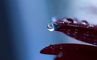 Leaf,  Drop,  Dew,  Moisture