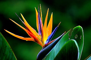 blue and orange Birds of Paradise flowers closeup photography
