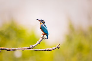 blue perched hummingbird