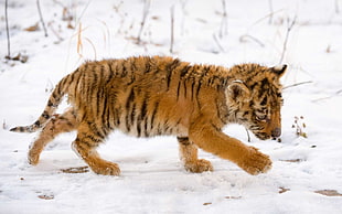 Tiger cub on snowy ground HD wallpaper