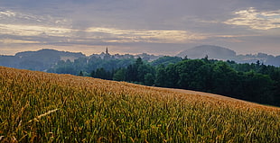 grain crop plants during sunset photography