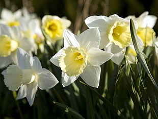 close up photo of white and yellow flowers