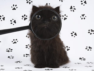 closeup photo of black cat behind magnifying glass