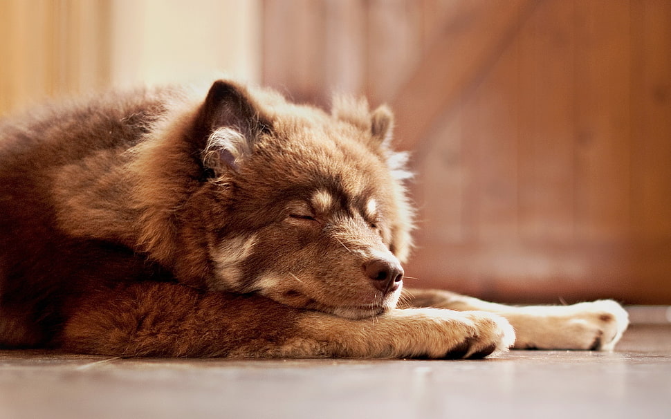 medium-coat brown dog on white floor tiles HD wallpaper