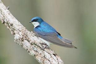 blue and gray bird perched on brown tree branch, tree swallow, horicon marsh