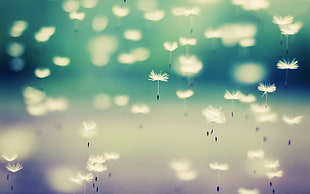 flying dandelions HD wallpaper