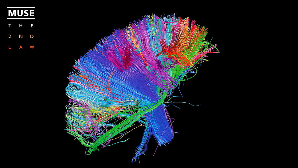 blue and multicolored textile, brain, neurons, Muse  HD wallpaper