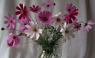 pink and white daisy flowers in clear vase