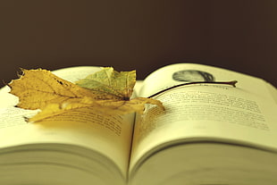 Book,  Leaf,  Autumn,  Laying
