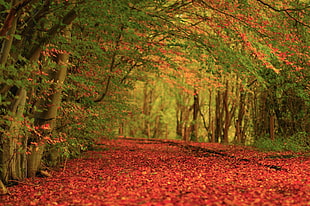 landscape photography of trees and leaves on the pathway HD wallpaper