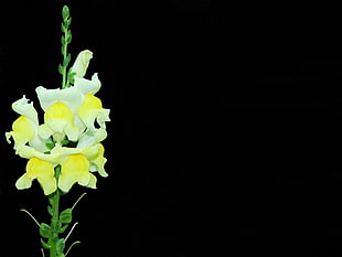 selective focus photography of yellow Snapdragon flower