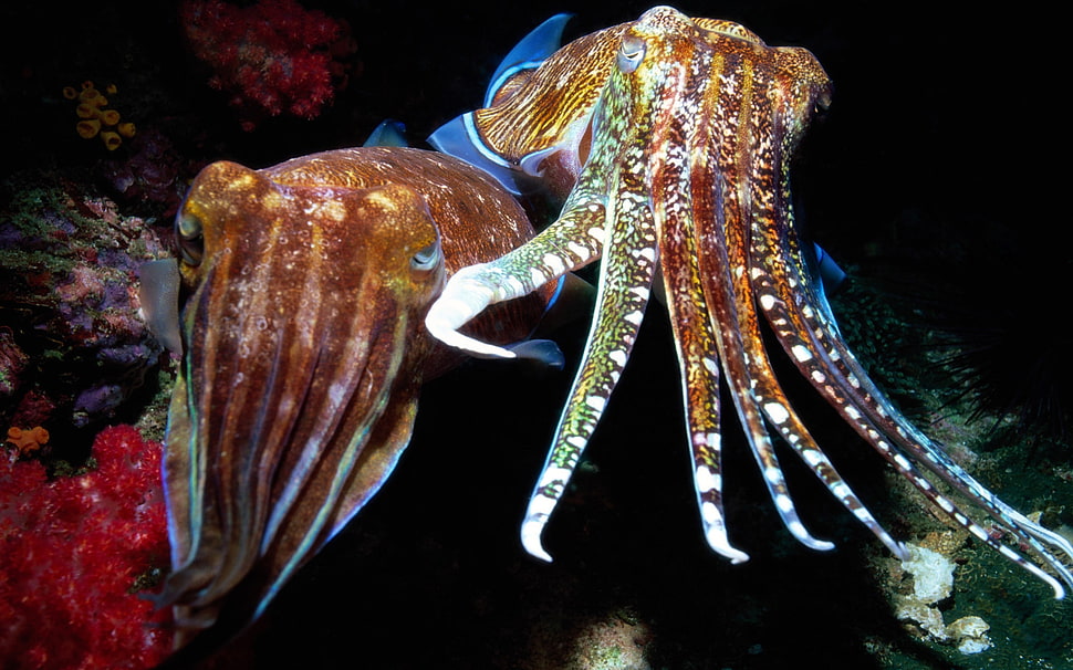 brown and white octopus HD wallpaper