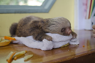 baby mole lying on a towel