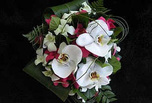 white orchids photo