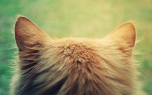 medium-fur brown cat HD wallpaper