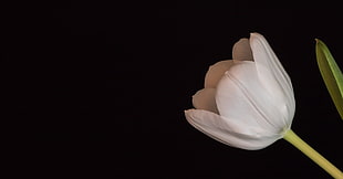 clos -up photo of white petaled flower, tulip