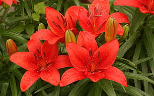 red Asiatic Lilies closeup photo