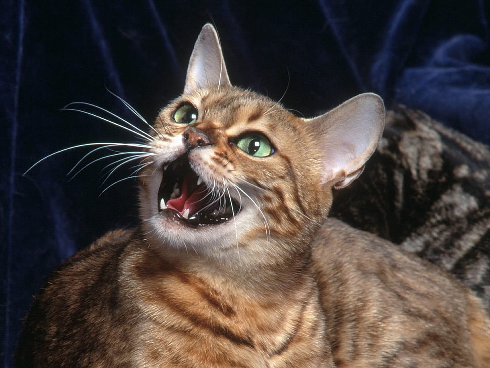 short-fur brown kitten HD wallpaper