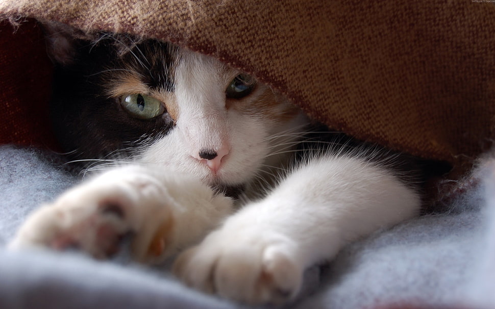 calico kitten HD wallpaper