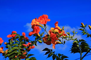 orange petaled flower under blue sky during daytime HD wallpaper