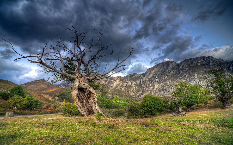 dead tree under black clouds during day time HD wallpaper