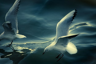 two white seagull flying under blue sky background HD wallpaper