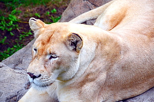 close up photography of tiger
