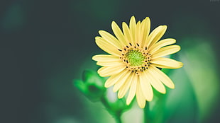 selective focus photogra yellow Marguerite flower HD wallpaper