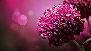 pink Mums flower in closeup photography
