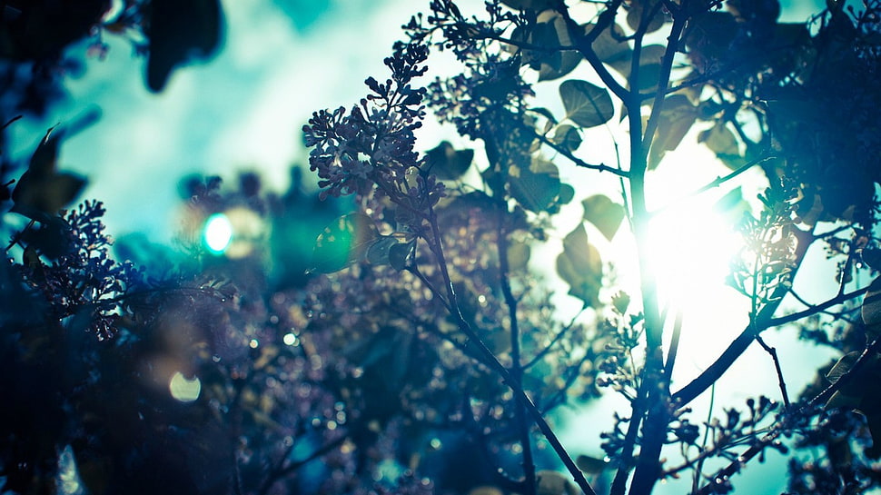 green leaf tree HD wallpaper