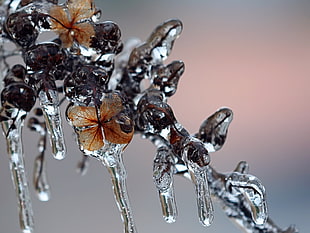 close up photography of frosted brown petaled flower