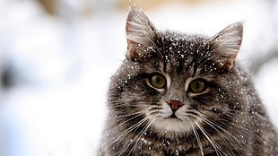 brown cat on snow