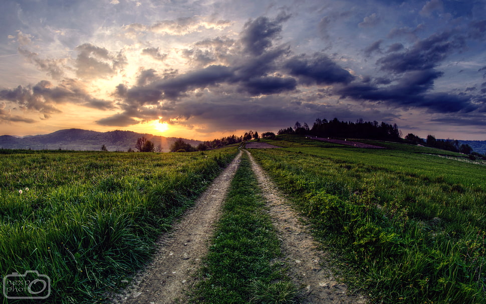 green plant, path, field, green, grass HD wallpaper