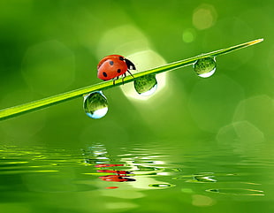 ladybug beetle on leaf with water droplet closeup photography