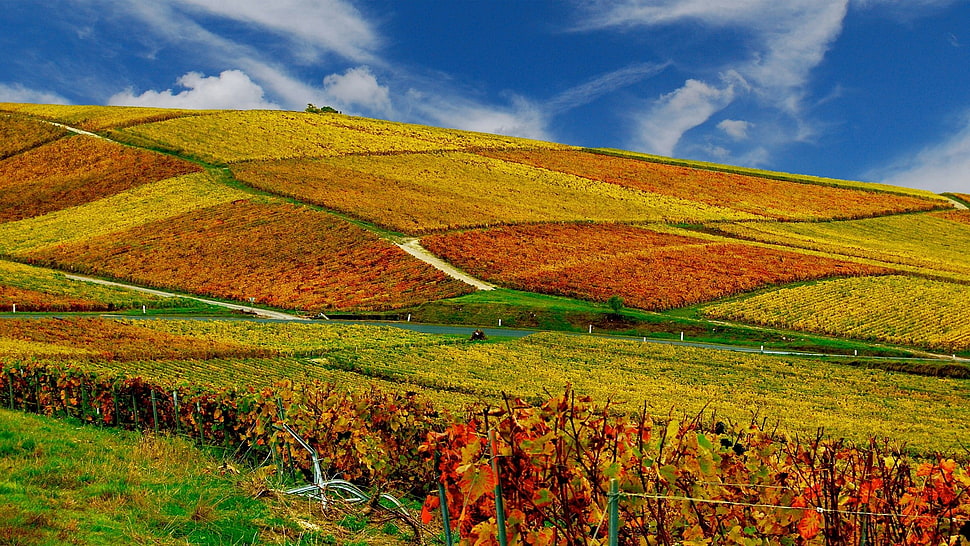 nature HD wallpaper