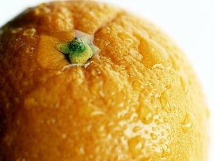 orange fruit with dew drop