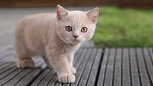 beige kitten walking on black wooden surface in close up photography