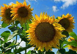 low angle photography of four yellow sunflowers
