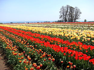 yellow, red, and maroon colored field of tulips