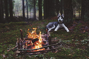 adult black and white Siberian husky, dog, forest, fireplace, Siberian Husky  HD wallpaper