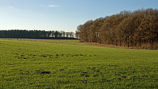 green field near forest under clear sky