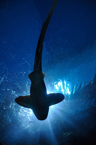 underwater photography of shark HD wallpaper