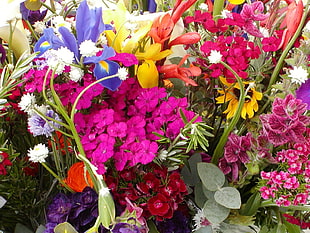 multicolored flowers HD wallpaper