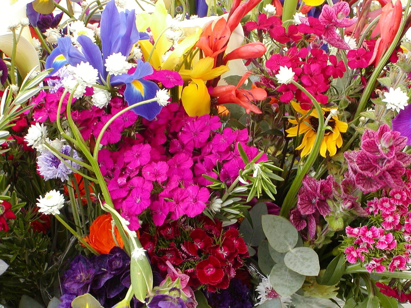 multicolored flowers