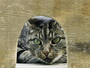 gray tabby cat HD wallpaper